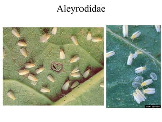 Aleyrodidae