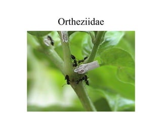 Ortheziidae