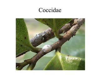 Coccidae