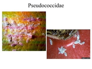 Pseudococcidae