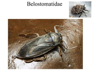 Belostomatidae