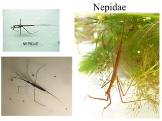 Nepidae