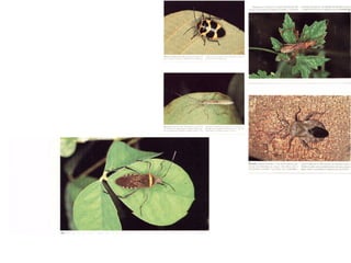 Hemiptera