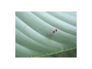Hemiptera