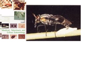 Hemiptera