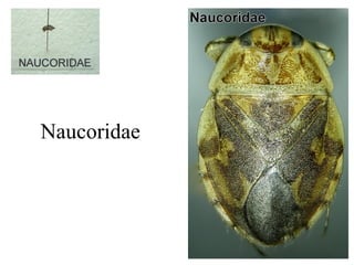 Naucoridae