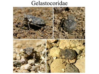 Gelastocoridae