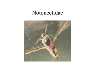 Notonectidae