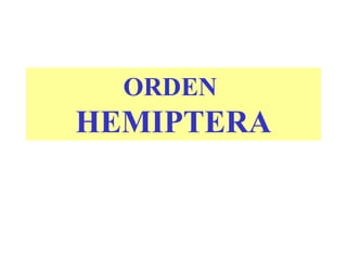 ORDEN
HEMIPTERA
 