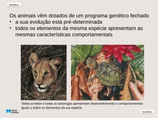 Os animais vêm dotados de um programa genético fechado
• a sua evolução está pré-determinada
• todos os elementos da mesma espécie apresentam as
mesmas características comportamentais
Genética
Todos os leões e todas as tartarugas apresentam desenvolvimento e comportamentos
iguais a todos os elementos da sua espécie
Genética
 