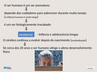 O ser humano é um ser prematuro
depende dos cuidadores para sobreviver durante muito tempo
(a infância humana é muito longa)
é um ser biologicamente inacabado
Genética
neotenia
O cérebro continua a evoluir depois do nascimento (cerebralização)
Só cerca dos 20 anos o ser humano atinge o pleno desenvolvimento
físico
- Infância e adolescência longas
 