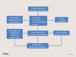 Genética
Programa genético
(programação biológica básica)
Capacidade e
competências não
desenvolvidas
Cérebro
incompleto
• Inacabado
• Prematuro
• Não especializado
• Imaturo
Prolongamento
biológico da
infância e
adolescência
Versatilidade e
plasticidade adaptativa
Desenvolvimento
através da aprendizagem
Cerebralização
(desenvolvimento lento)
 