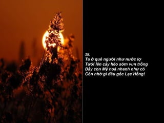 18. Ta ở quê người như nước lợ Tưới lên cây héo sớm vun trồng Bầy con Mỹ hoá nhanh như cỏ Còn nhớ gì đâu gốc Lạc Hồng! 