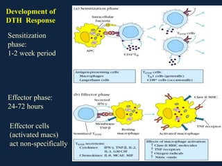 5-Hypersensitivity. immunology course department of pathology | PDF