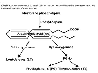 (3b) Bradykinin also binds to mast cells of the connective tissue that are associated with
the small vessels of most tissues.
 