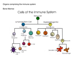 Organs comprising the immune system
Bone Marrow
 
