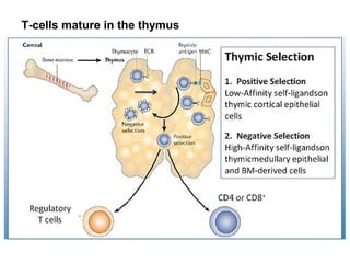 T-cells mature in the thymus
 