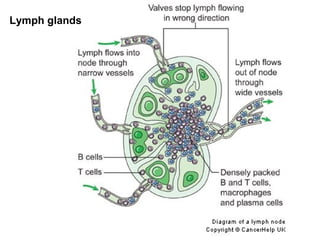Lymph glands
 