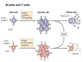 B-cells and T cells
 