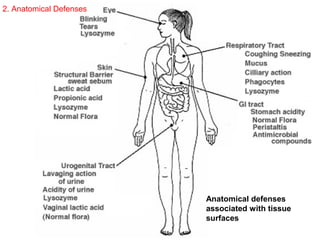 Anatomical defenses
associated with tissue
surfaces
2. Anatomical Defenses
 