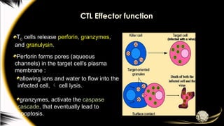 Perforin Function 5- Immunity to Viruses.pptx INSIDE HUMAN BODY | PPTX