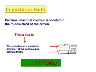 indirect factors and their significeance in protection of periodontium ...