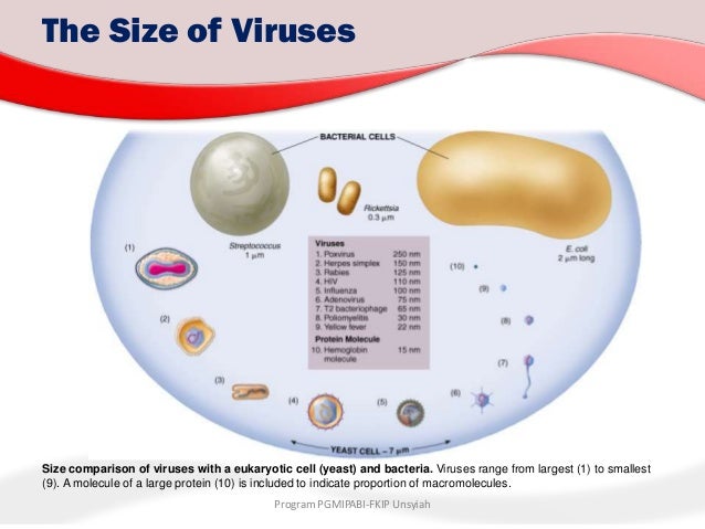 5 introduction to viruses size of viruses