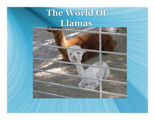 The World Of
  Llamas
 
