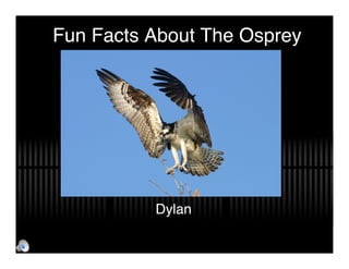 Fun Facts About The Osprey




          Dylan
 
