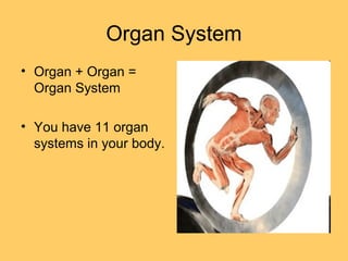 Organ System
• Organ + Organ =
Organ System
• You have 11 organ
systems in your body.
 