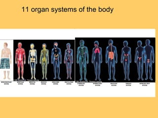 11 organ systems of the body
 