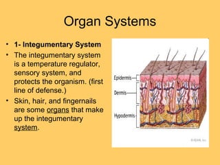 Organ Systems
• 1- Integumentary System
• The integumentary system
is a temperature regulator,
sensory system, and
protects the organism. (first
line of defense.)
• Skin, hair, and fingernails
are some organs that make
up the integumentary
system.
 