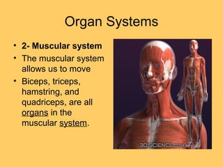 Organ Systems
• 2- Muscular system
• The muscular system
allows us to move
• Biceps, triceps,
hamstring, and
quadriceps, are all
organs in the
muscular system.
 