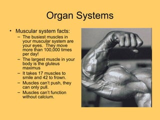 Organ Systems
• Muscular system facts:
– The busiest muscles in
your muscular system are
your eyes. They move
more than 100,000 times
per day!
– The largest muscle in your
body is the gluteus
maximus
– It takes 17 muscles to
smile and 42 to frown.
– Muscles can’t push, they
can only pull.
– Muscles can’t function
without calcium.
 