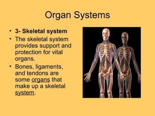 Organ Systems
• 3- Skeletal system
• The skeletal system
provides support and
protection for vital
organs.
• Bones, ligaments,
and tendons are
some organs that
make up a skeletal
system.
 