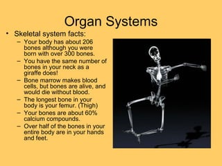 Organ Systems
• Skeletal system facts:
– Your body has about 206
bones although you were
born with over 300 bones.
– You have the same number of
bones in your neck as a
giraffe does!
– Bone marrow makes blood
cells, but bones are alive, and
would die without blood.
– The longest bone in your
body is your femur. (Thigh)
– Your bones are about 60%
calcium compounds.
– Over half of the bones in your
entire body are in your hands
and feet.
 