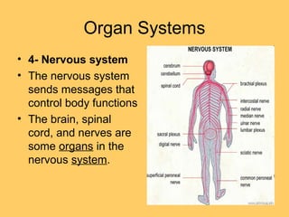 Organ Systems
• 4- Nervous system
• The nervous system
sends messages that
control body functions
• The brain, spinal
cord, and nerves are
some organs in the
nervous system.
 