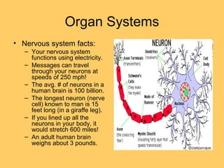 Organ Systems
• Nervous system facts:
– Your nervous system
functions using electricity.
– Messages can travel
through your neurons at
speeds of 250 mph!
– The avg. # of neurons in a
human brain is 100 billion.
– The longest neuron (nerve
cell) known to man is 15
feet long (in a giraffe leg).
– If you lined up all the
neurons in your body, it
would stretch 600 miles!
– An adult human brain
weighs about 3 pounds.
 
