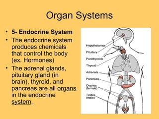 Organ Systems
• 5- Endocrine System
• The endocrine system
produces chemicals
that control the body
(ex. Hormones)
• The adrenal glands,
pituitary gland (in
brain), thyroid, and
pancreas are all organs
in the endocrine
system.
 