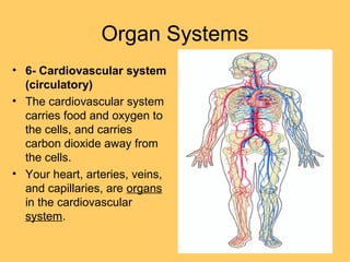 Organ Systems
• 6- Cardiovascular system
(circulatory)
• The cardiovascular system
carries food and oxygen to
the cells, and carries
carbon dioxide away from
the cells.
• Your heart, arteries, veins,
and capillaries, are organs
in the cardiovascular
system.
 