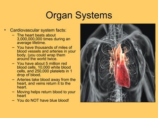 Organ Systems
• Cardiovascular system facts:
– The heart beats about
3,000,000,000 times during an
average lifetime.
– You have thousands of miles of
blood vessels and arteries in your
body. (you could wrap them
around the world twice.
– You have about 5 million red
blood cells, 10,000 white blood
cells, and 250,000 platelets in 1
drop of blood.
– Arteries take blood away from the
heart, and veins return it to the
heart.
– Moving helps return blood to your
heart
– You do NOT have blue blood!
 