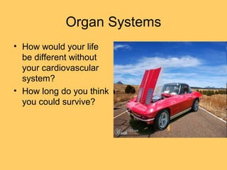 Organ Systems
• How would your life
be different without
your cardiovascular
system?
• How long do you think
you could survive?
 