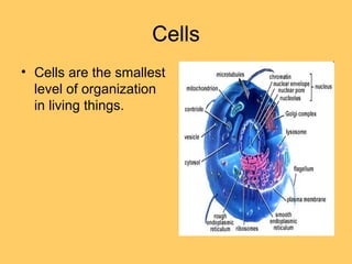 Cells
• Cells are the smallest
level of organization
in living things.
 