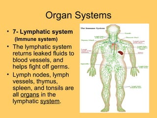 Organ Systems
• 7- Lymphatic system
(Immune system)
• The lymphatic system
returns leaked fluids to
blood vessels, and
helps fight off germs.
• Lymph nodes, lymph
vessels, thymus,
spleen, and tonsils are
all organs in the
lymphatic system.
 