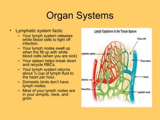 Organ Systems
• Lymphatic system facts:
– Your lymph system releases
white blood cells to fight off
infection.
– Your lymph nodes swell up
when the fill up with white
blood cells (when you are sick)
– Your spleen helps break down
and recycle RBCs.
– Your lymph system returns
about ½ cup of lymph fluid to
the heart per hour.
– Domestic birds don’t have
lymph nodes.
– Most of your lymph nodes are
in your armpits, neck, and
groin.
 