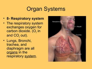 Organ Systems
• 8- Respiratory system
• The respiratory system
exchanges oxygen for
carbon dioxide. (O2 in
and CO2 out).
• Lungs, Bronchi,
trachea, and
diaphragm are all
organs in the
respiratory system.
 