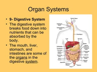 Organ Systems
• 9- Digestive System
• The digestive system
breaks food down into
nutrients that can be
absorbed by the
body.
• The mouth, liver,
stomach, and
intestines are some of
the organs in the
digestive system.
 