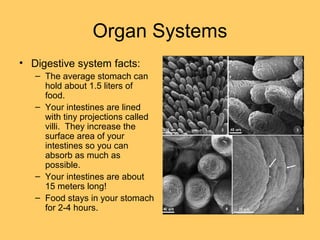 Organ Systems
• Digestive system facts:
– The average stomach can
hold about 1.5 liters of
food.
– Your intestines are lined
with tiny projections called
villi. They increase the
surface area of your
intestines so you can
absorb as much as
possible.
– Your intestines are about
15 meters long!
– Food stays in your stomach
for 2-4 hours.
 