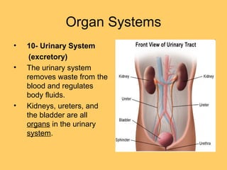 Organ Systems
• 10- Urinary System
(excretory)
• The urinary system
removes waste from the
blood and regulates
body fluids.
• Kidneys, ureters, and
the bladder are all
organs in the urinary
system.
 