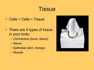 Tissue
• Cells + Cells = Tissue
• There are 4 types of tissue
in your body:
– Connective (bone, blood)
– Nerve
– Epithelial (skin, linings)
– Muscle
 